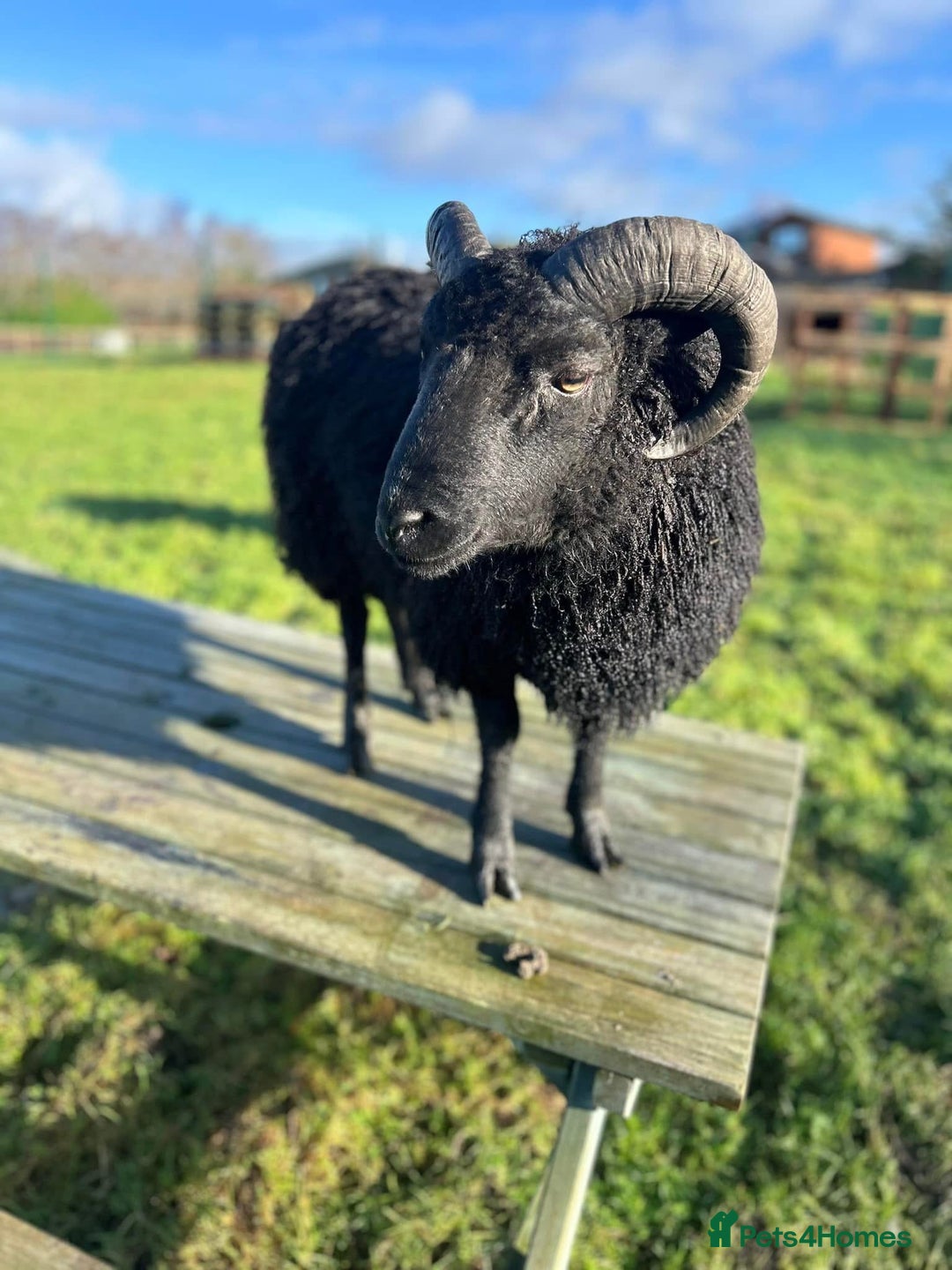 Sheep livestock for sale: Shetland Ram  - Advert 1