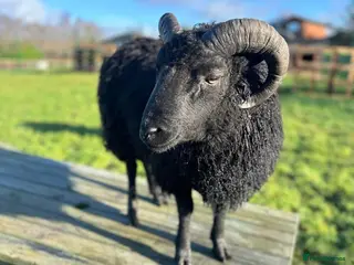 Sheep livestock Shetland Ram - Advert 7