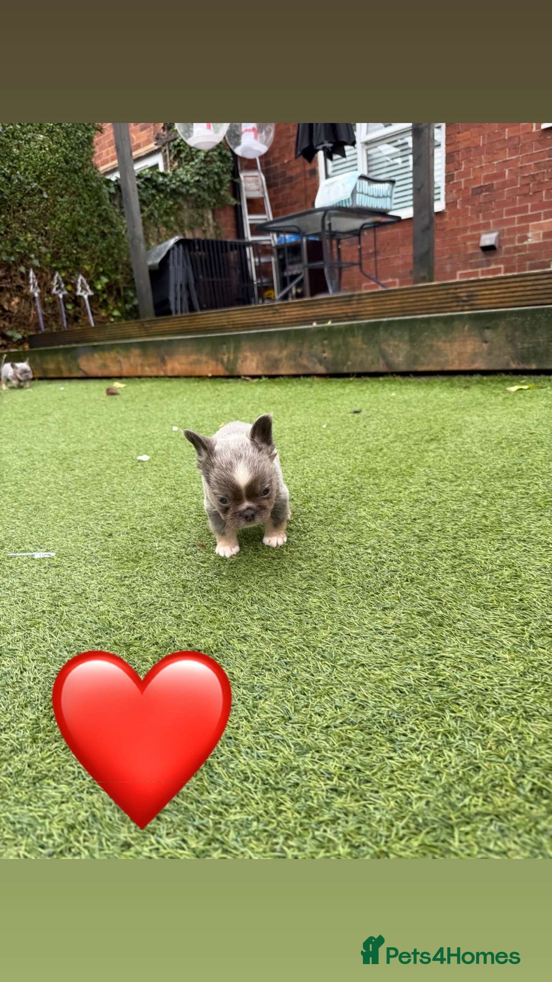 French Bulldog dogs for sale: *FLUFFY FRENCHIE’S* - Image 8