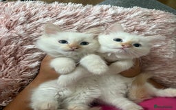 Ragdoll cats for sale: Adorable 2 male kittens, Ragdoll dad, mum Siamese - Image 5
