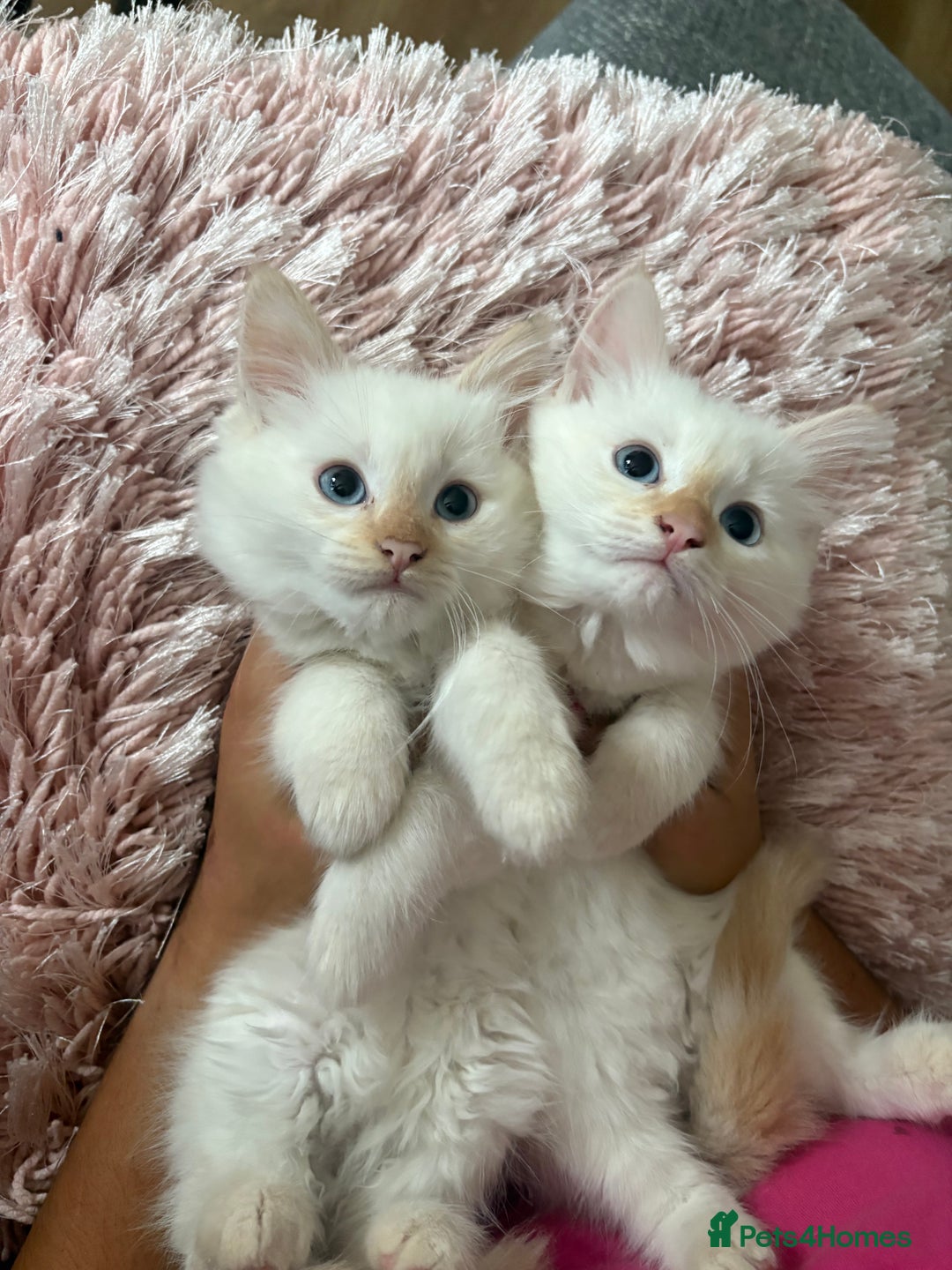 Ragdoll cats for sale: Adorable 2 male kittens, Ragdoll dad, mum Siamese - Image 5