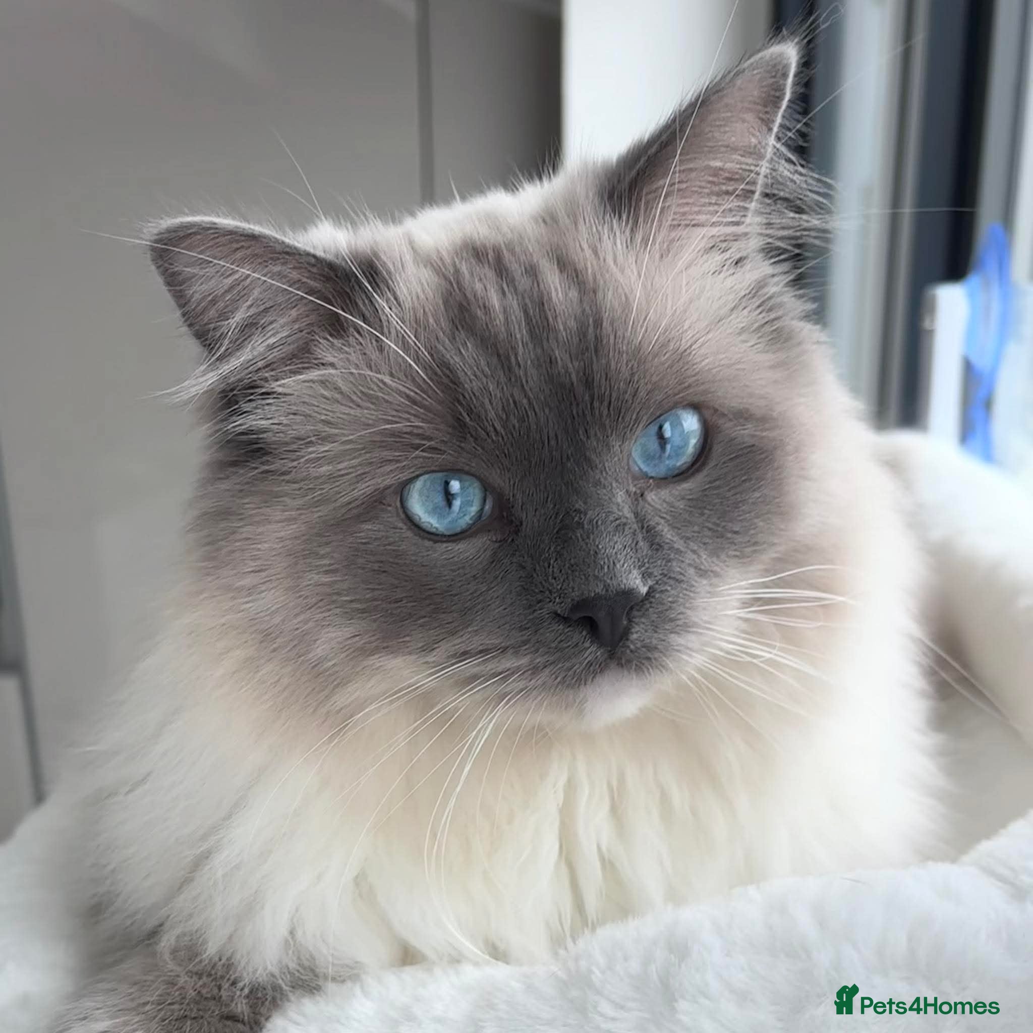 Ragdoll cats for sale: Beautiful Blue Point Ragdoll – 1 Year Old - Advert 5