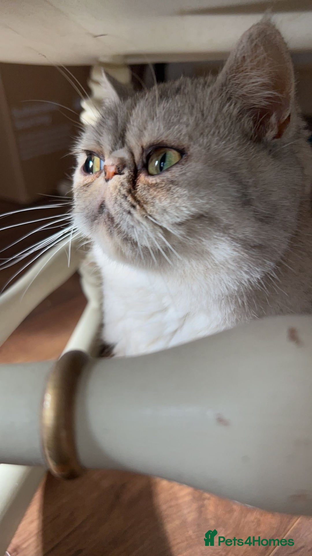 Exotic cats for sale: Exotic shorthair female cat - Advert 4