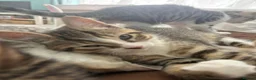 Mixed Breed cats for sale: The most adorable kittens for sale in London - Advert 8