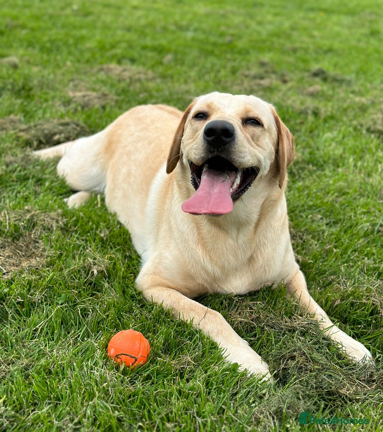 Labrador Retriever dogs 🐾 Exceptional KC Reg Labrador Puppies 🐾 - Advert 18