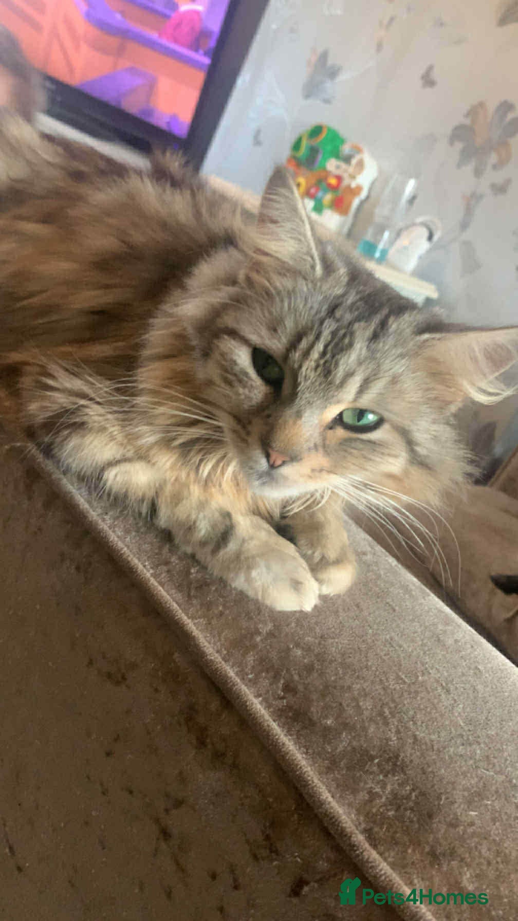 Mixed Breed cats Main coon cross moggie 2 boys - Advert 1