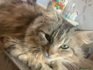 Mixed Breed cats Main coon cross moggie 2 boys - Advert 1