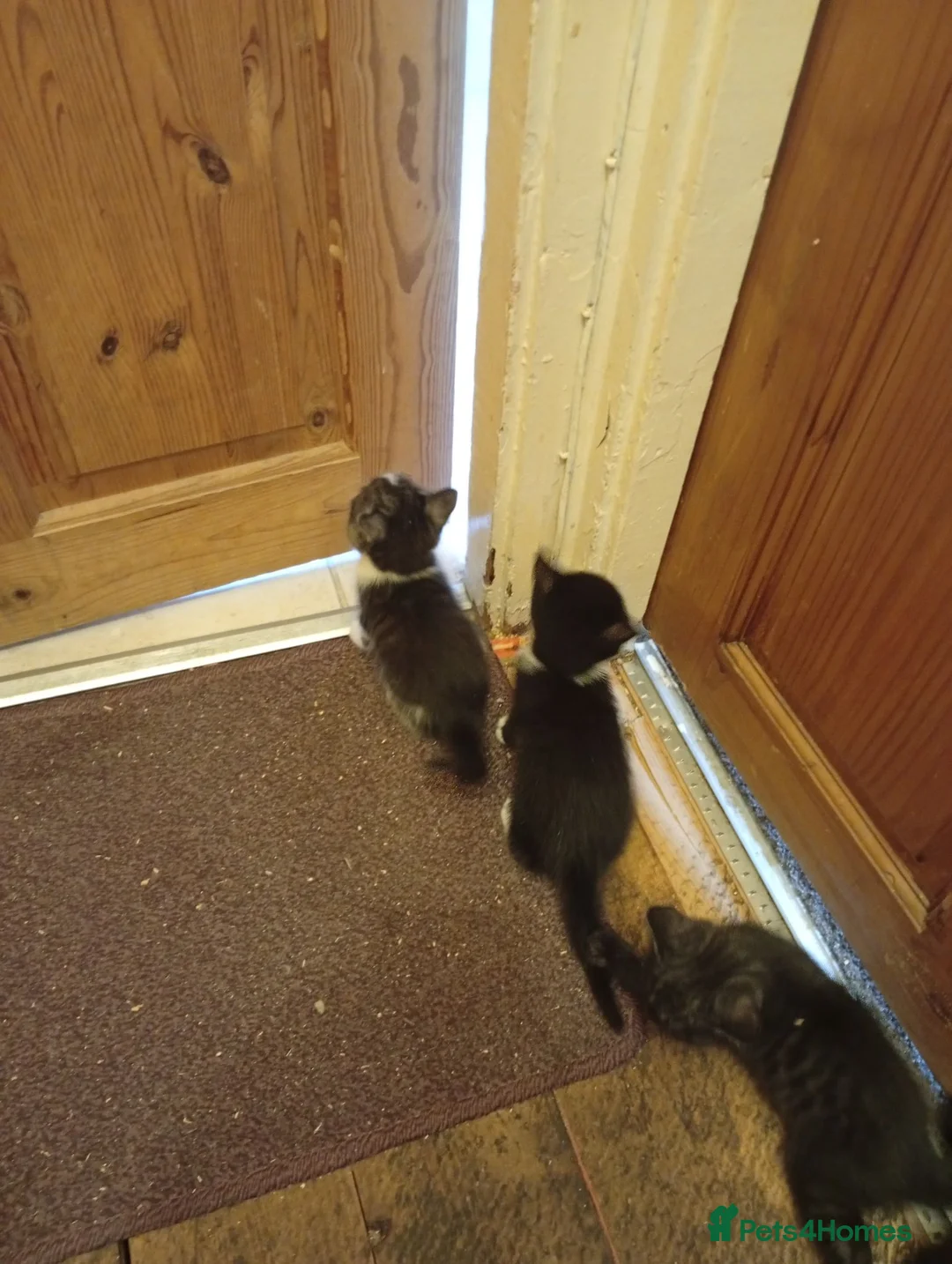 Bengal cats for sale: Kittens for sale  in Slough - Advert 6