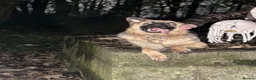 German Shepherd dogs for sale: Male German Shepherd- sad rehome  - Advert 14