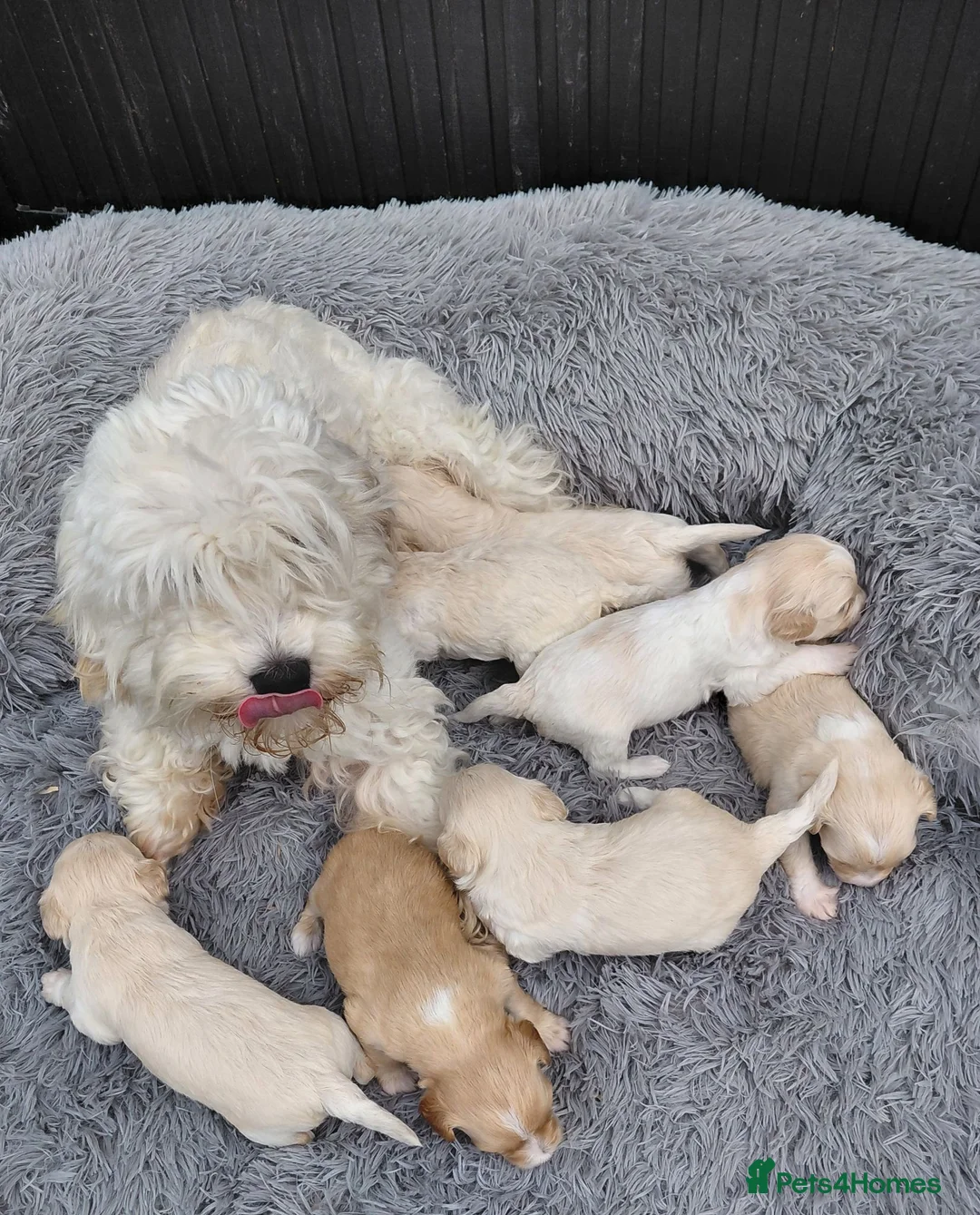 Maltipoo dogs for sale: Beautiful Champagne Maltipoo Puppies  - Advert 13