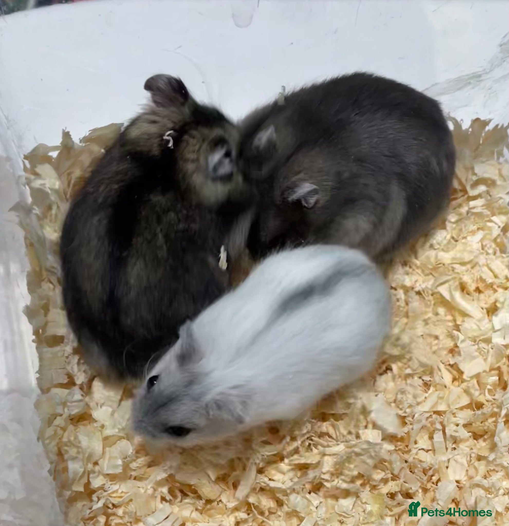 Hamster rodents Baby Winter White Russians from our show stock - Advert 16