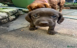 Labrador Retriever dogs for sale: Lab pups  - Image 2
