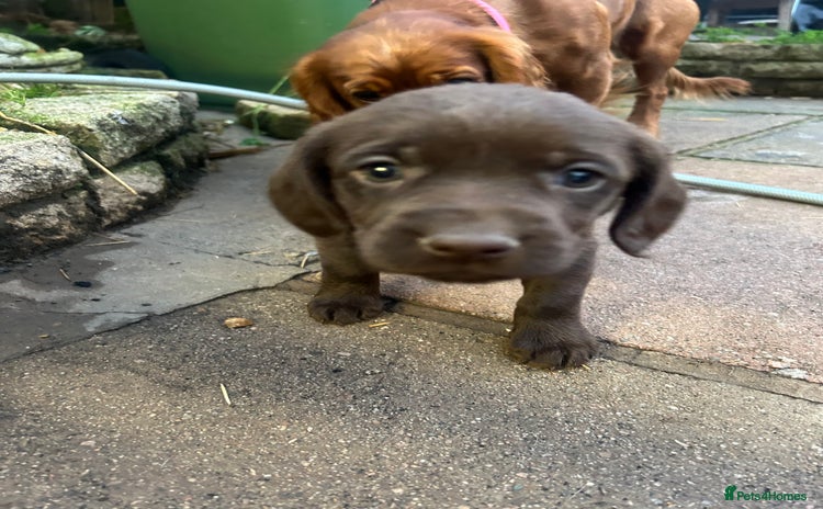 Labrador Retriever dogs - Advert 2
