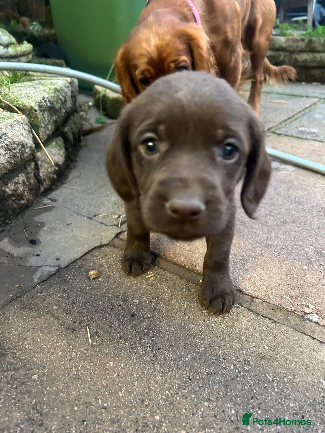 Labrador Retriever dogs for sale: Lab pups  - Image 2