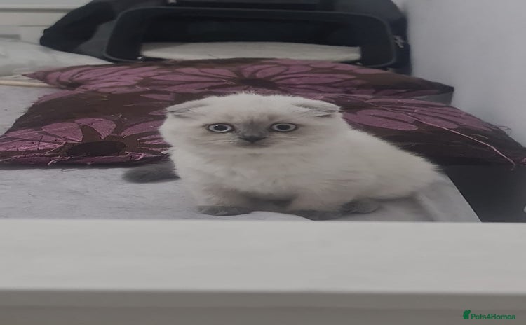 Scottish Fold cats - Advert 8