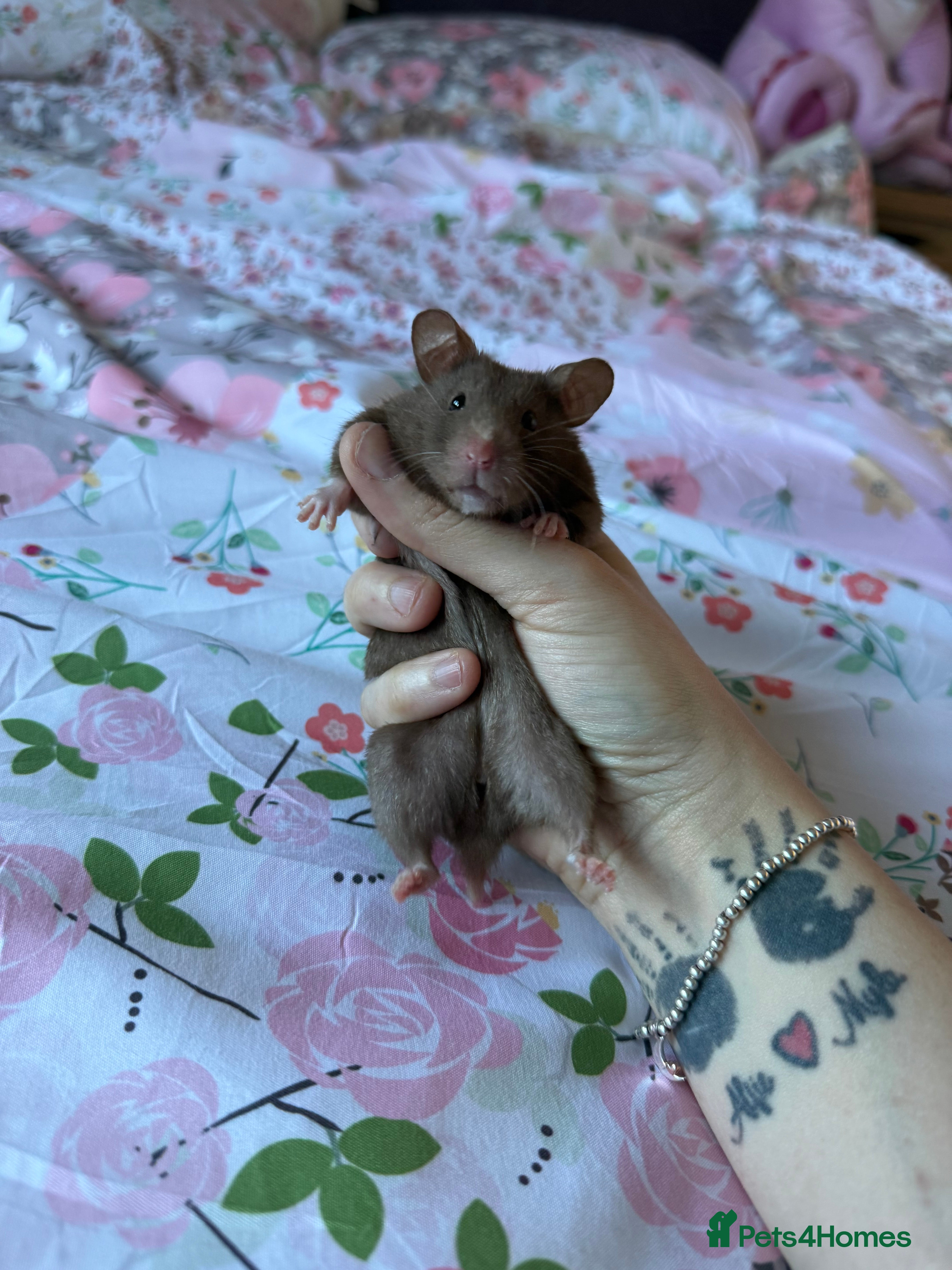 Hamster rodents 🐹❤️Super tame baby Syrian hamsters❤️🐹  - Advert 1