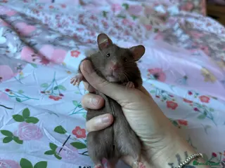 Hamster rodents 🐹❤️Super tame baby Syrian hamsters❤️🐹 - Advert 1