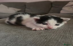 British Shorthair cats for sale: 4 adorable girl kittens  - Image 5