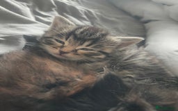 Maine Coon cats for sale: Beautiful maneicoon x siberian Kittens - Image 4