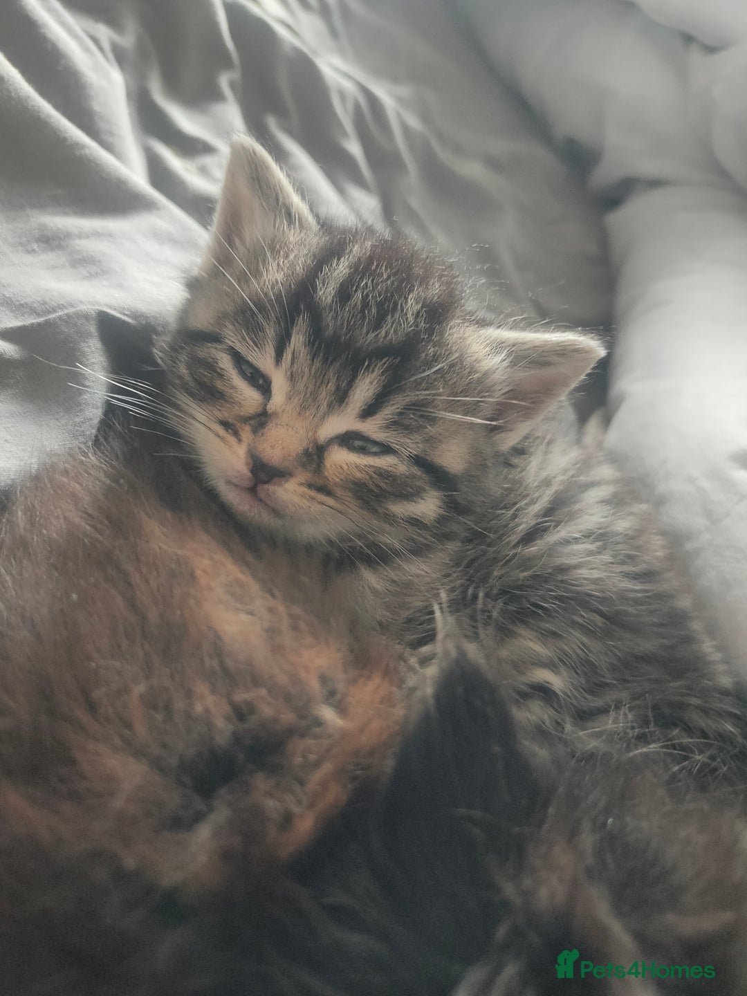 Maine Coon cats for sale: Beautiful maneicoon x siberian Kittens - Image 4