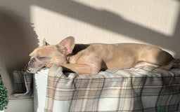 French Bulldog dogs for sale: Pablo - Advert 2