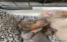 Miniature Dachshund dogs for sale: Miniature Dachshunds - Image 7