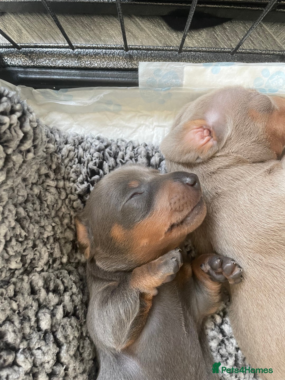 Miniature Dachshund dogs for sale: Miniature Dachshunds - Image 7