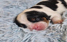 Cavalier King Charles Spaniel dogs for sale: KC REG CAVALIER KING CHARLES SPANIEL PUPPIES - Image 14