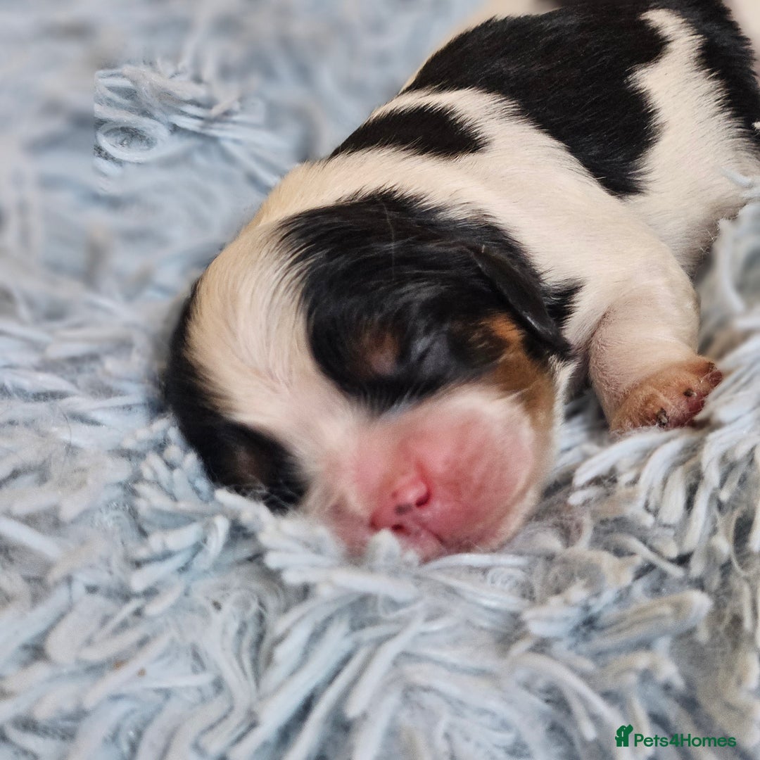 Cavalier King Charles Spaniel dogs for sale: KC REG CAVALIER KING CHARLES SPANIEL PUPPIES - Image 14