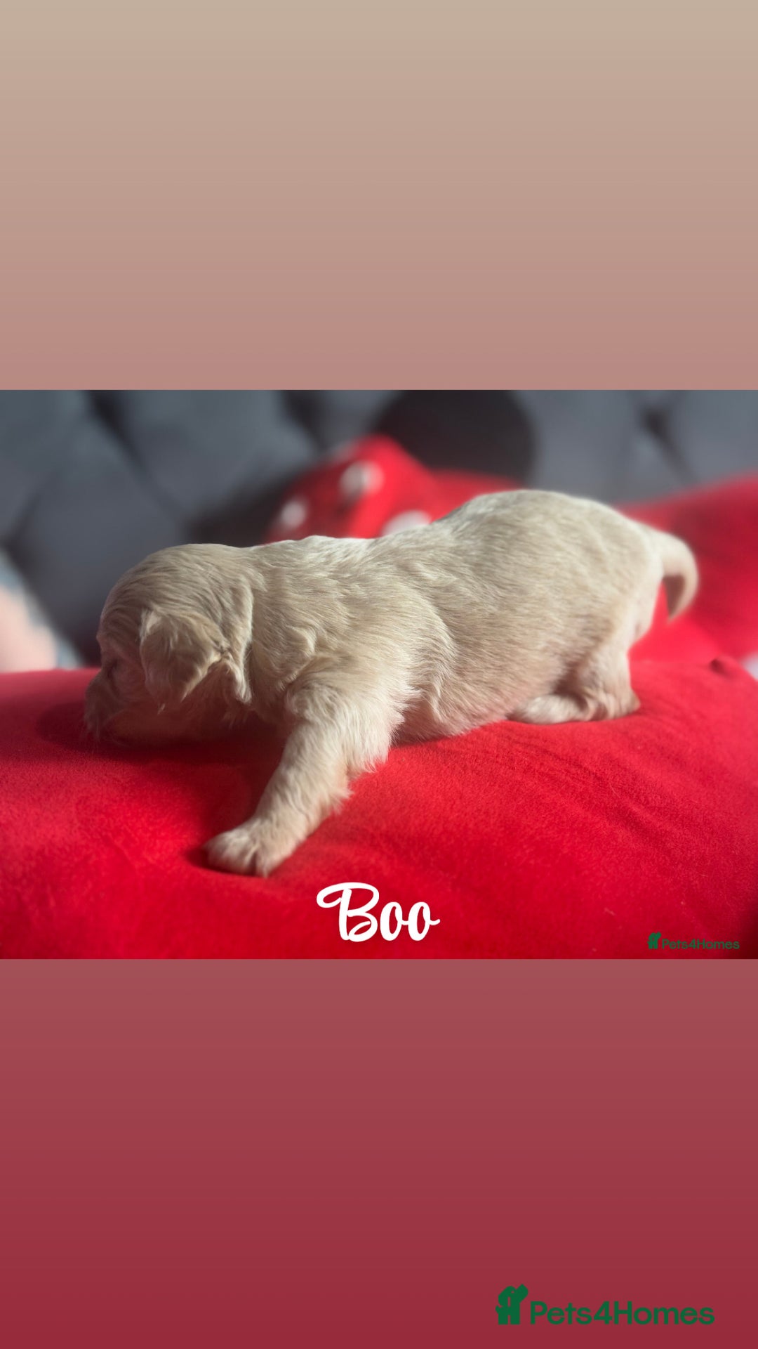 Chipoo dogs for sale: READY TO LEAVE THIS WEEK! Chipoo puppies - Advert 14