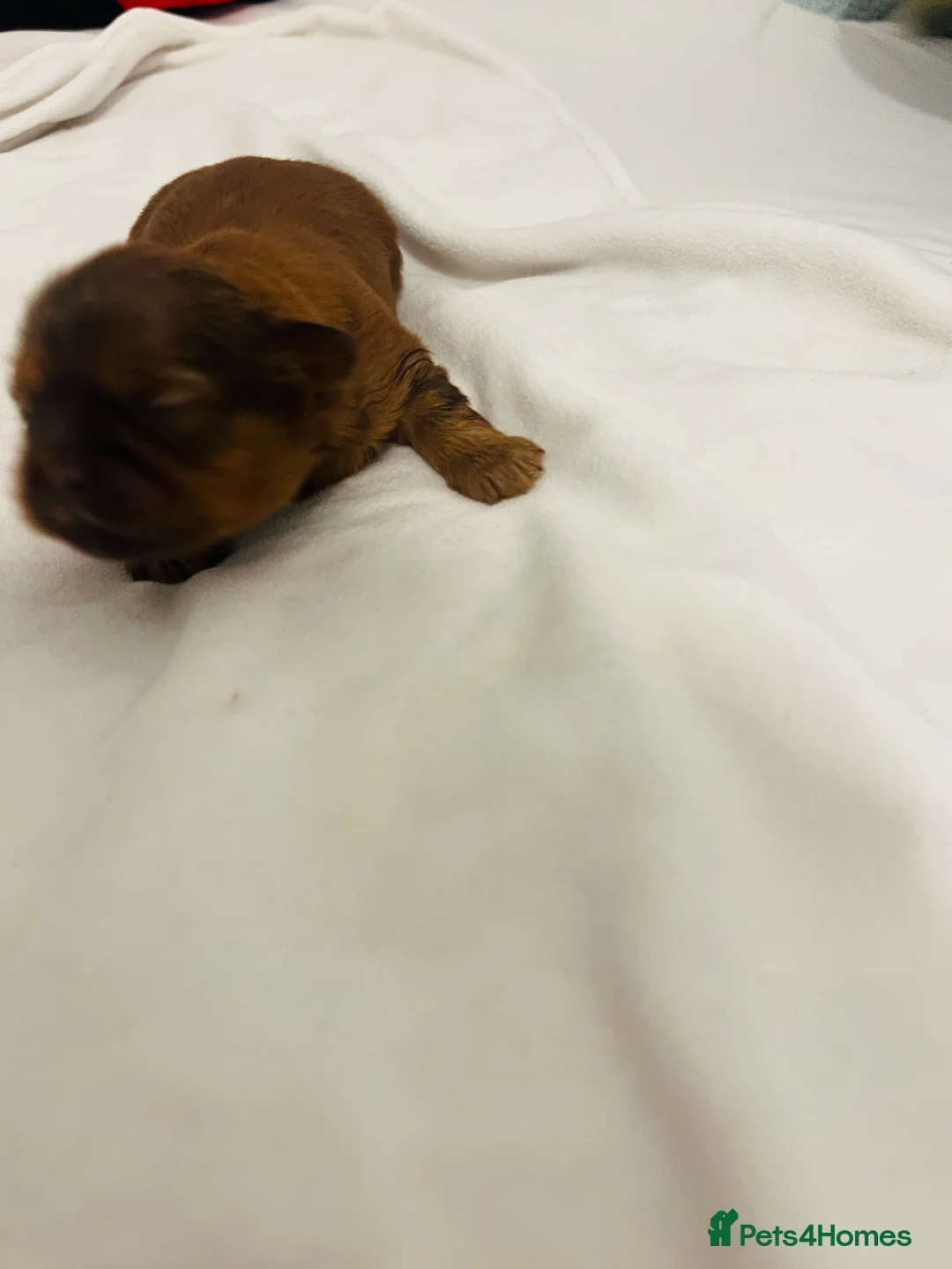 Shih Tzu dogs for sale: READY TO LEAVE GORGEOUS KC girl left - Advert 28