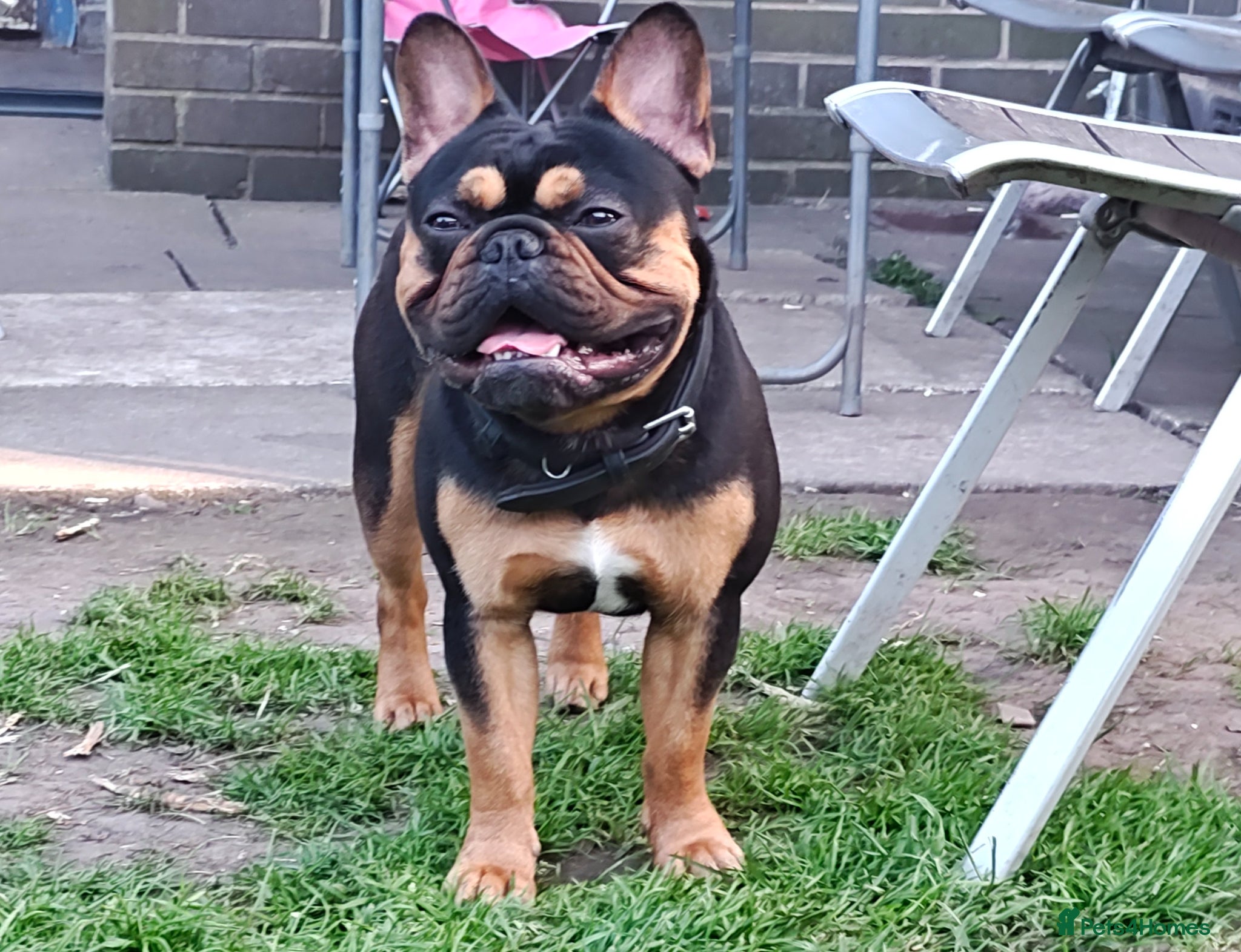 French Bulldog dogs French bulldog male for stud (black & tan) - Advert 1
