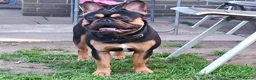 French Bulldog dogs for stud: French bulldog male for stud (black & tan) in Manchester - Advert 1