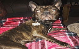 Miniature Dachshund dogs for sale: Rehoming - Mini dachshund (3) & French Bulldog (8) - Image 20