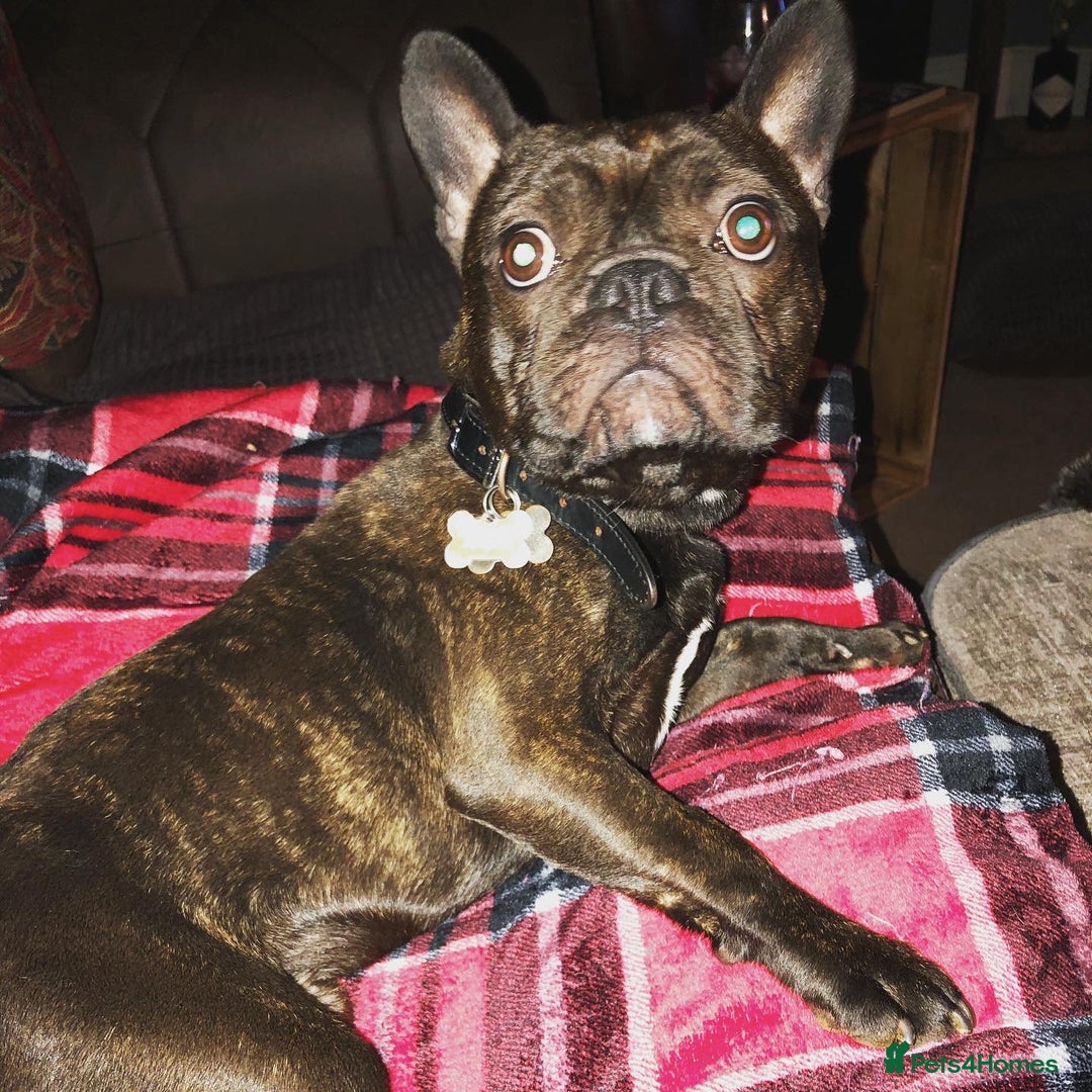 Miniature Dachshund dogs for sale: Rehoming - Mini dachshund (3) & French Bulldog (8) - Image 20