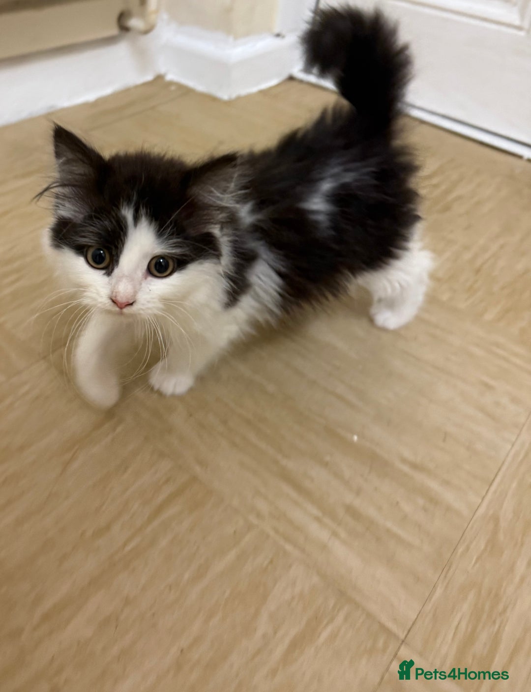 Mixed Breed cats for sale: 2 kittens  - Advert 1