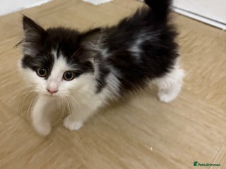 Mixed Breed cats 2 kittens - Advert 1