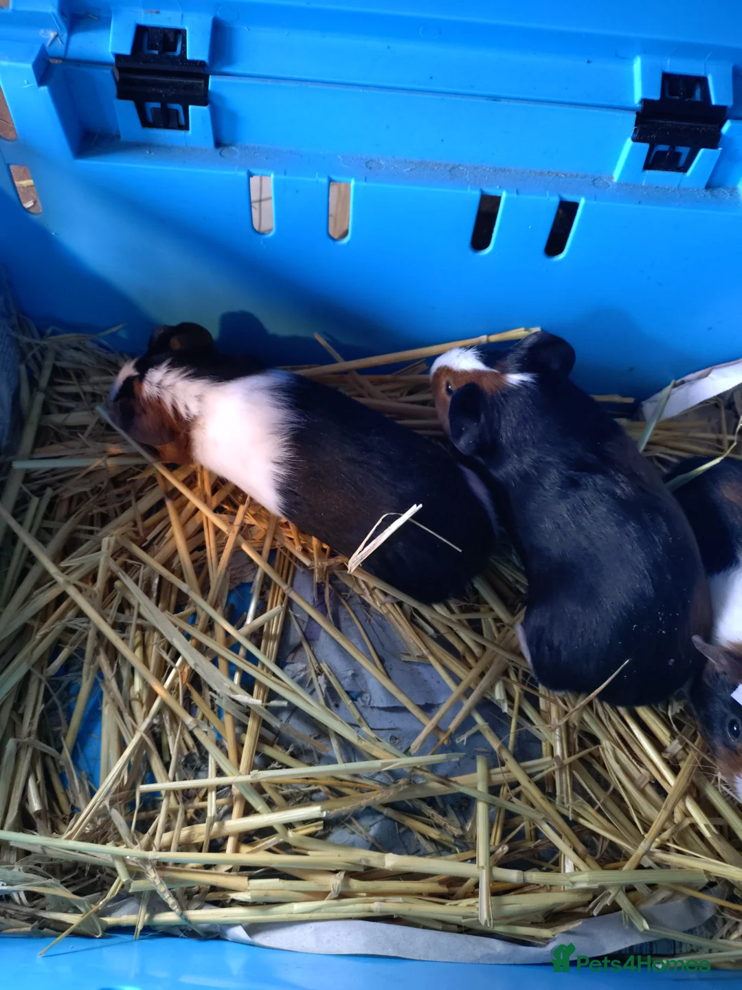 Guinea Pig rodents for sale: Baby male guinea pigs  - Advert 2