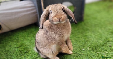 Mini Lop rabbits - Advert 7