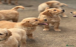 Golden Retriever dogs for sale: KC Registered Golden Retrievers puppies. - Image 2
