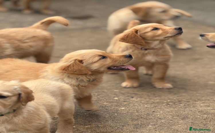 Golden Retriever dogs - Advert 3