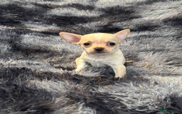 Chihuahua dogs for sale: Chihuahua puppy’s  - Image 25