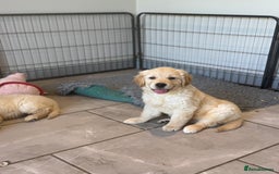 Golden Retriever dogs for sale: Gorgeous Golden Retrievers 8 weeks old H/Tested  - Image 18