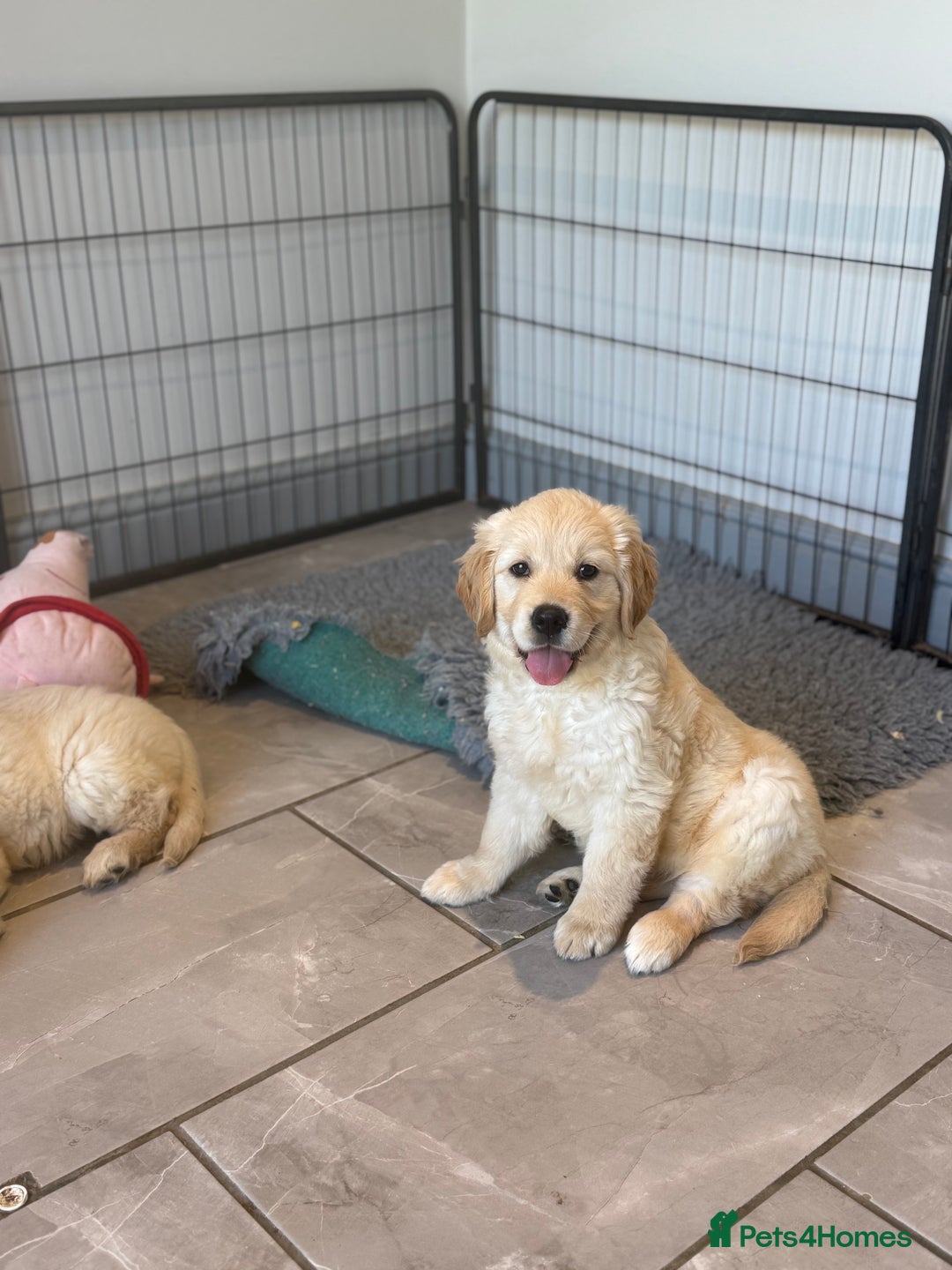 Golden Retriever dogs for sale: Gorgeous Golden Retrievers 8 weeks old H/Tested  - Image 18