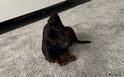Dachshund dogs for sale: Last dachshund boy - ready to go - Image 4