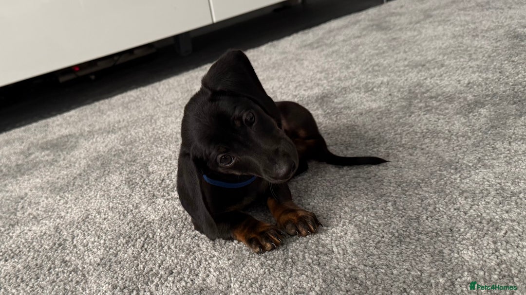 Dachshund dogs for sale: Last dachshund boy - ready to go - Image 4