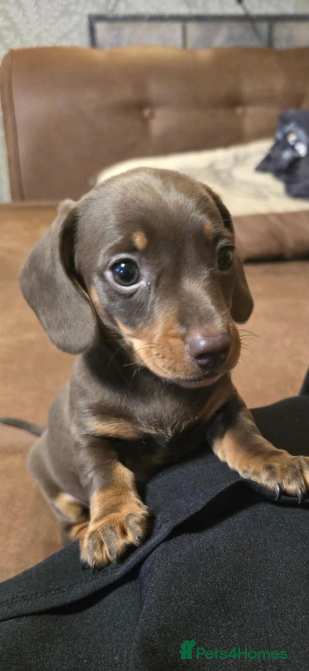 Miniature Dachshund dogs  Precious Miniature Dachshund Puppies   - Advert 8