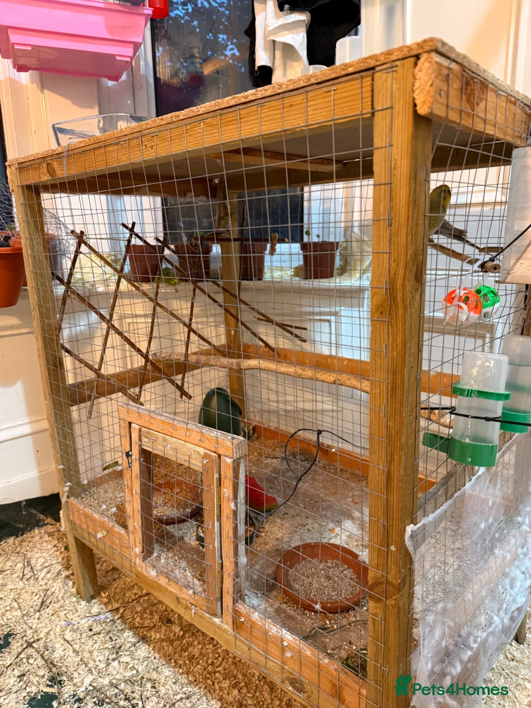 Budgerigars birds for sale: cage Budgerigars - Advert 2