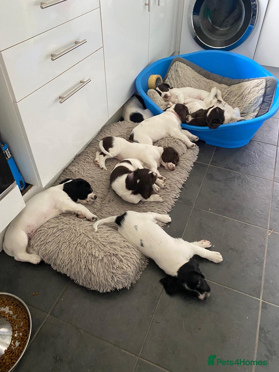 English Springer Spaniel dogs for sale: English Springer Spaniels - Advert 3