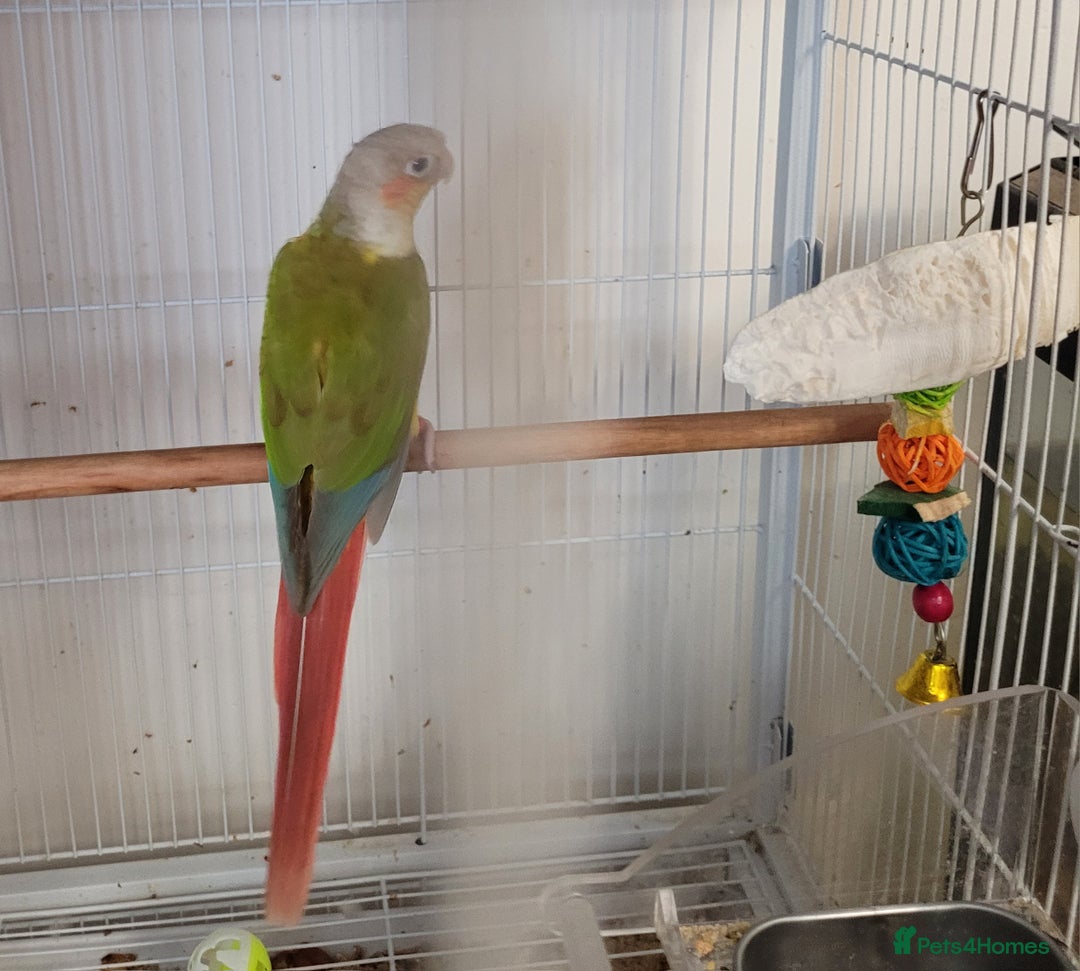 Conures birds for sale: Pair of Conures, plus cage  - Image 2